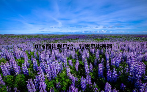 可以前往观鸟台, 观赏鸟类表演